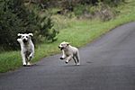 Peral und Tjara beim "Lauftraining"