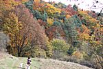 bunter Herbstwald