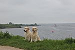 Tjara und Lille am Grevelinger Meer