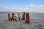 Von links: Lille, Tjara, Pearl Hazel, Sando und Sunny