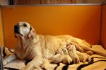 Lille mit ihren vier Babies
